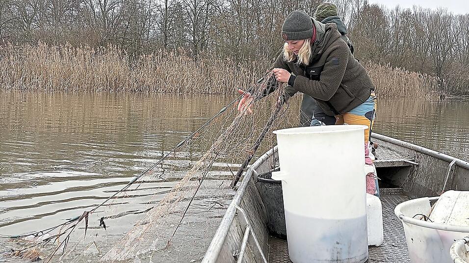 Die Netze liegen meist &uuml;ber Nacht im Fluss und werden aufgespannt, sodass die Fische darin h&auml;ngen bleiben.