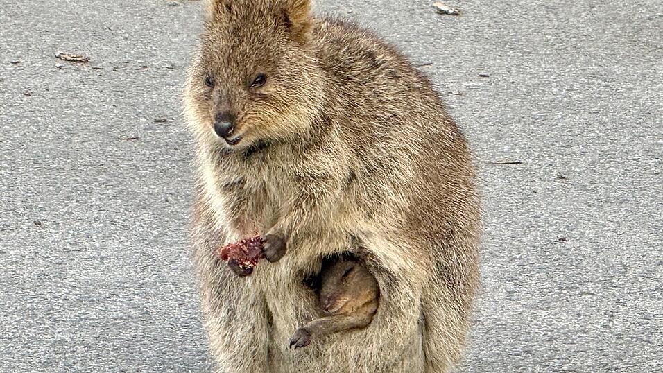 Gerade sind die Jungtiere geboren und lugen aus dem Beutel der Mutter hervor.