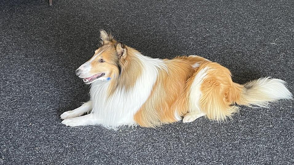Bandit, der wohl berühmteste Collie der Filmtierranch. Er hat in 'Lassie - Eine abenteuerliche Reise' die Hauptrolle gespielt. Bandit, der wohl berühmteste Collie der Filmtierranch. Er hat in 'Lassie - Eine abenteuerliche Reise' die Hauptrolle gespielt.