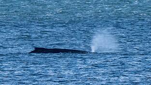 Der Buckelwal lag zuletzt vor der Insel Poel. (Archivbild)