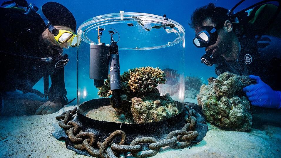 Wissenschaftler untersuchen im Roten Meer Korallen in einem Inkubator.