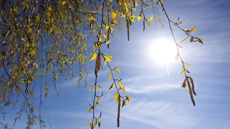 &laquo;Momentan bl&uuml;hen deutschlandweit die Birken, deshalb haben wir eine sehr hohe Konzentration&raquo;, sagt Carola Grundmann von der Human-Biometeorologie des DWD. (Symbolbild)
