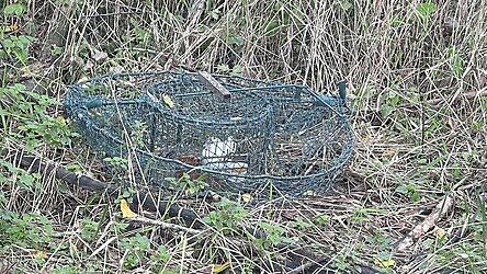 Eine Spaziergängerin hatte den Habichtfangkorb mit lebender Locktaube in Winzer entdeckt und sofort das Komitee gegen den Vogelmord informiert. 