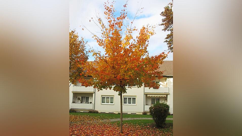 Noch klein, aber pr&auml;chtig gef&auml;rbt: der Zuckerahorn an der Robert-Kothe-Stra&szlig;e.