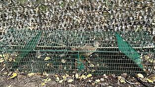 Wegen eines im Naturschutzgebiet Winzerer Letten vorgefundenen Habichtfangkorbs mit lebendem Köder sowie weiterer Tierfallen ermitteln Polizei und Staatsanwaltschaft. Wie der Jagdpächter klarstellt, fällt das Vergehen nicht in seine Verantwortung, da er das Gebiet unterverpachtet habe.
