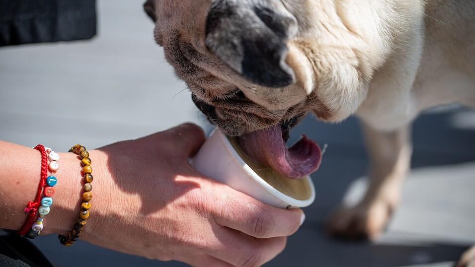 In der Zeit, in der ein Hund sein Eis schleckt, kann der Hundebesitzer selbst in Ruhe genießen. In der Zeit, in der ein Hund sein Eis schleckt, kann der Hundebesitzer selbst in Ruhe genießen.