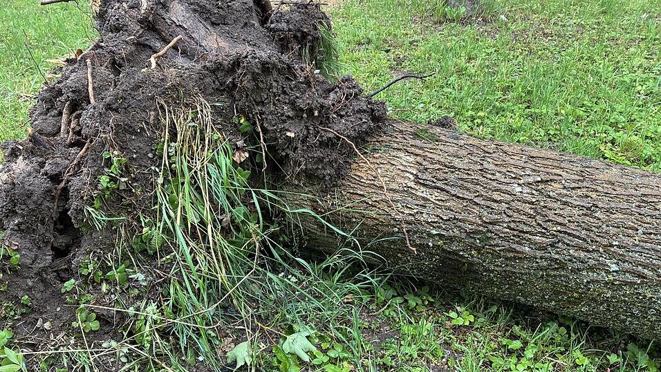 Entwurzelte Bäume und abgebrochene Äste waren keine Seltenheit. Die Stürme vom Wochenende hatten im Stadtpark viel Schaden hinterlassen. Entwurzelte Bäume und abgebrochene Äste waren keine Seltenheit. Die Stürme vom Wochenende hatten im Stadtpark viel Schaden hinterlassen.