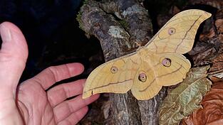 Der Japanische Seidenspinner geh&ouml;rt, wie heimische Verwandte, zu den Augen- oder Pfauenspinner.