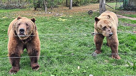 Noch nicht bereit f&uuml;r die Winterruhe: Tibor und Balu kommen neugierig an den Zaun.