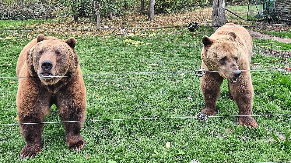 Noch nicht bereit für die Winterruhe: Tibor und Balu kommen neugierig an den Zaun. Noch nicht bereit für die Winterruhe: Tibor und Balu kommen neugierig an den Zaun.