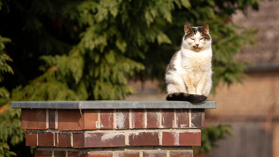 Eine Katze ist am Samstag in Arrach im Kreis Cham von einem Unbekannten mit einem Luftgewehr angeschossen worden. (Symbolbild) Eine Katze ist am Samstag in Arrach im Kreis Cham von einem Unbekannten mit einem Luftgewehr angeschossen worden. (Symbolbild)