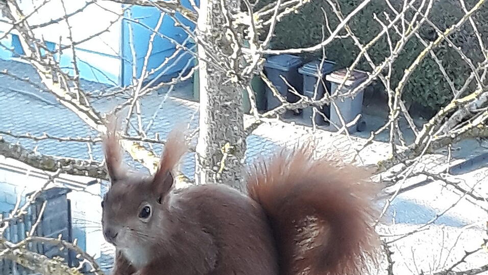 Neugieriges Eichh&ouml;rnchen in Furth.&nbsp;