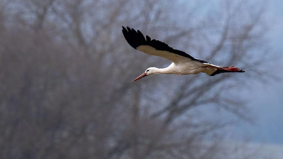 Junge St&ouml;rche fliegen in der Regel im Winter immer in den S&uuml;den. Erst mit zunehmenden Alter &uuml;berwintern sie auch in Deutschland. (Archivbild)