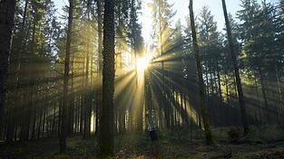 Beim Spazierengehen im Wald ist eine 24-J&auml;hrige gest&uuml;rzt. (Symbolbild)