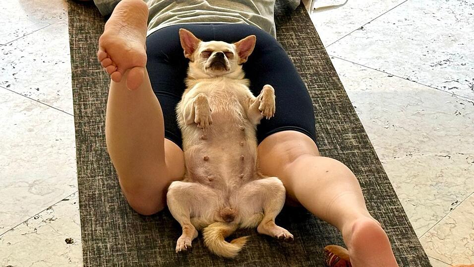 Die Hunde sollen lernen, sich zu entspannen - was sie oft auch tun.