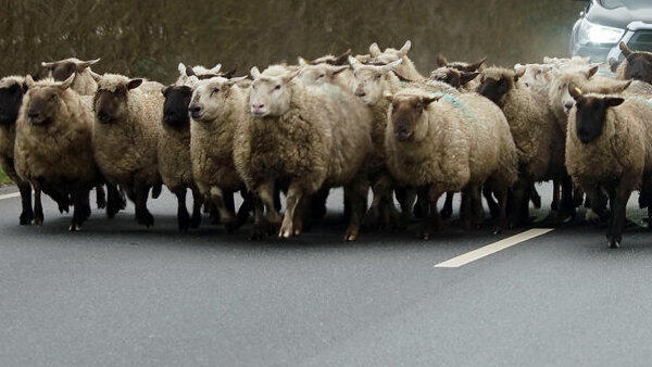 Ein Autofahrer hat die Schafsherde auf der Ochsenstraße im Mötzinger Ortsteil Schafhöfen laut Polizei wahrscheinlich zu spät gesehen und erfasst. Mehrere Schafe wurden verletzt - zum Teil tödlich. (Symbolfoto) Ein Autofahrer hat die Schafsherde auf der Ochsenstraße im Mötzinger Ortsteil Schafhöfen laut Polizei wahrscheinlich zu spät gesehen und erfasst. Mehrere Schafe wurden verletzt - zum Teil tödlich. (Symbolfoto)