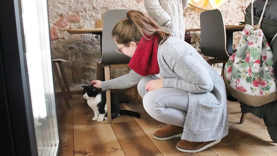 'Kaffee trinken mit Katzen' - das Regensburger Katzencaf&eacute; in der Oberm&uuml;nsterstra&szlig;e hat am 16. Januar er&ouml;ffnet.