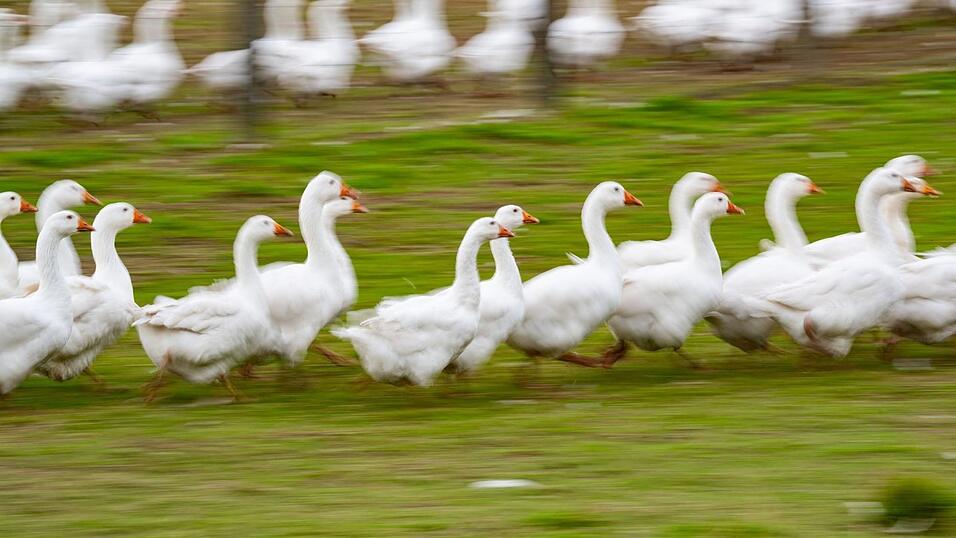 Rund um den Martinstag und Weihnachten ist Hochsaison für Gänsehalter. (Archivbild) Rund um den Martinstag und Weihnachten ist Hochsaison für Gänsehalter. (Archivbild)