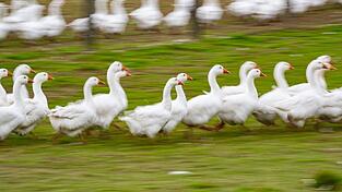 Rund um den Martinstag und Weihnachten ist Hochsaison für Gänsehalter. (Archivbild) Rund um den Martinstag und Weihnachten ist Hochsaison für Gänsehalter. (Archivbild)