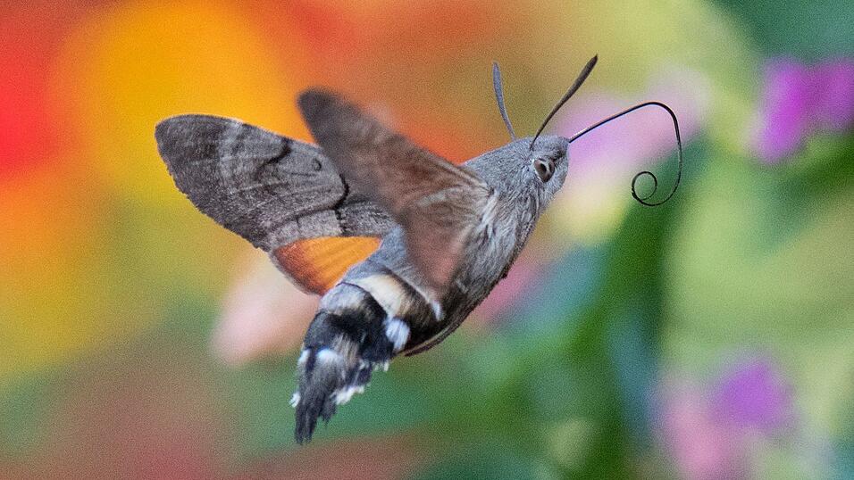 Taubenschwänzchen überwintern mittlerweile auch in Deutschland. (Archivbild) Taubenschwänzchen überwintern mittlerweile auch in Deutschland. (Archivbild)