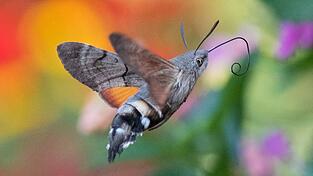 Taubenschwänzchen überwintern mittlerweile auch in Deutschland. (Archivbild) Taubenschwänzchen überwintern mittlerweile auch in Deutschland. (Archivbild)