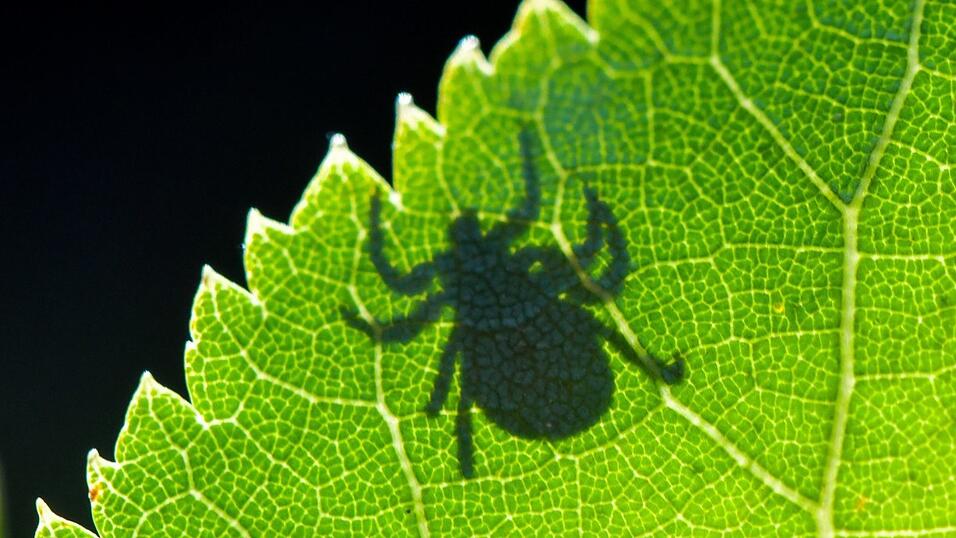 Die Krankheit Lyme-Borreliose wird durch Zecken auf den Menschen übertragen. (Symbolbild) Die Krankheit Lyme-Borreliose wird durch Zecken auf den Menschen übertragen. (Symbolbild)