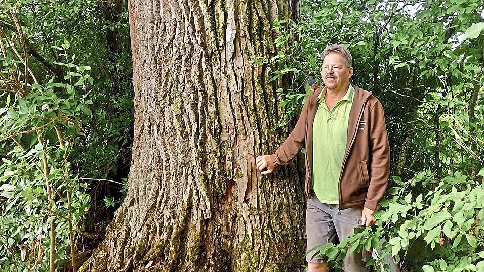 Der Autor zu F&uuml;&szlig;en des Baumgiganten.