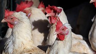 Fast 40.000 Legehennen m&uuml;ssen in einem Betrieb im Landkreis Erding get&ouml;tet werden (Symbolbild).