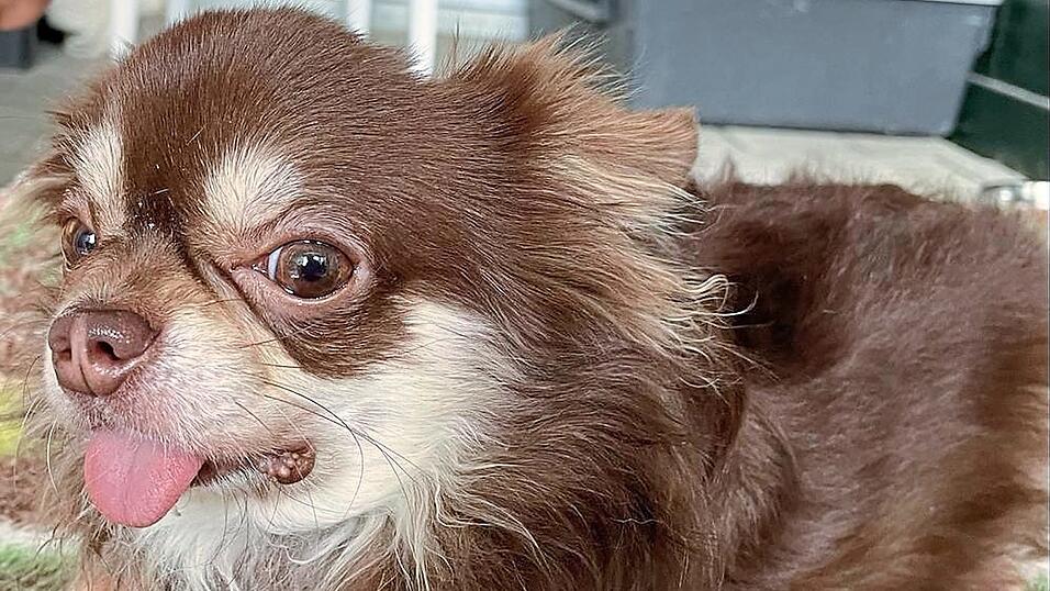 Emilios traurige Geschichte ist vorbei. Er hat jetzt ein gutes Zuhause. Emilios traurige Geschichte ist vorbei. Er hat jetzt ein gutes Zuhause.