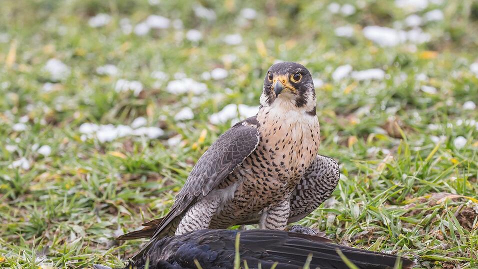 Der Wanderfalke ist zwischen 38 und 45 Zentimeter groß. Der Wanderfalke ist zwischen 38 und 45 Zentimeter groß.