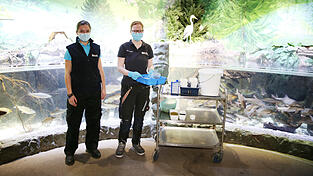 Sealife-Mitarbeiterinnen bei der F&uuml;tterung der Fische im Isarbecken