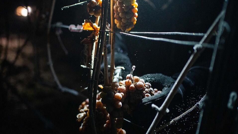 Helfer ernten in den Weinbergen bei Sommerhausen Trauben. Helfer ernten in den Weinbergen bei Sommerhausen Trauben.