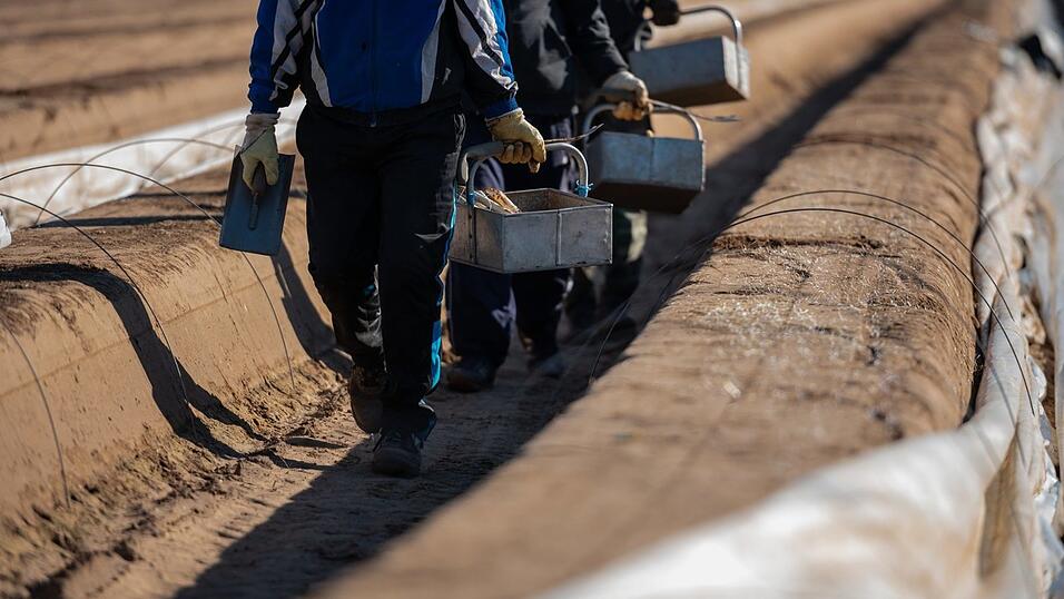 Seit viele Menschen wegen der Corona-Krise in Kurzarbeit sind, melden sich immer mehr Freiwillige als Saisonkräfte bei den Landwirten. (Symbolbild) Seit viele Menschen wegen der Corona-Krise in Kurzarbeit sind, melden sich immer mehr Freiwillige als Saisonkräfte bei den Landwirten. (Symbolbild)