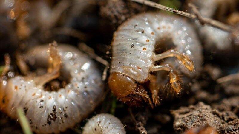 Nach einer Maik&auml;ferplage machen deren Larven Landwirten in Bayern zu schaffen. Die Engerlinge fressen die Graswurzeln und zerst&ouml;ren so die Wiesen.