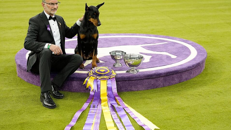 &laquo;Penny&raquo;, die Dobermann-Dame, ist die 42. weibliche Gewinnerin in der 150 Jahre alten Geschichte des Westminster-Hundewettbewerbs.