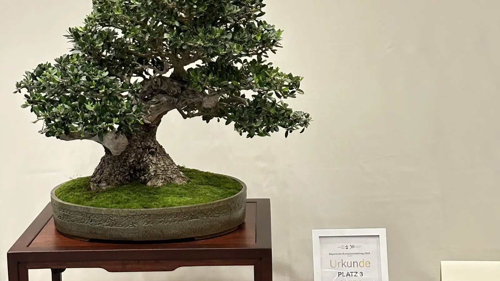 Dingolfinger Bonsai punktet deutschlandweit bei Wettbewerb