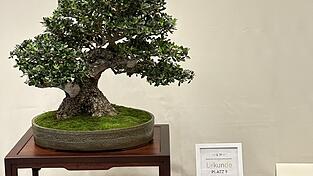 Der Baum ist kaum noch wiederzuerkennen. Bronze gab es auch hierfür. Der Baum ist kaum noch wiederzuerkennen. Bronze gab es auch hierfür.