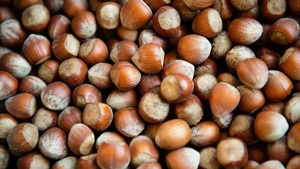 Die Haselsnussernte ist in Italien so schlecht ausgefallen wie seit Jahrzehnten nicht mehr. (Archivbild) Die Haselsnussernte ist in Italien so schlecht ausgefallen wie seit Jahrzehnten nicht mehr. (Archivbild)