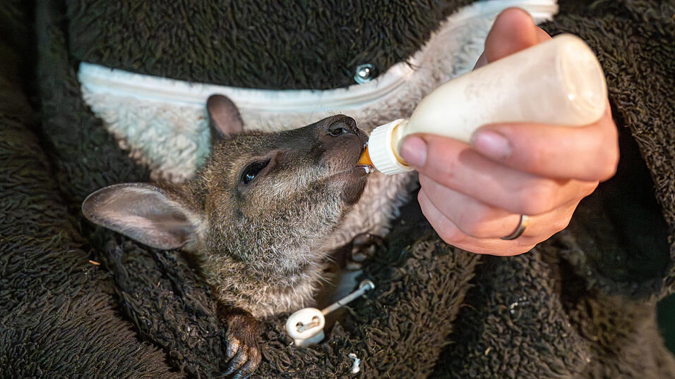 Das K&auml;nguru-Baby wird per Flasche mit spezieller&nbsp;K&auml;nguru-Milch gef&uuml;ttert.