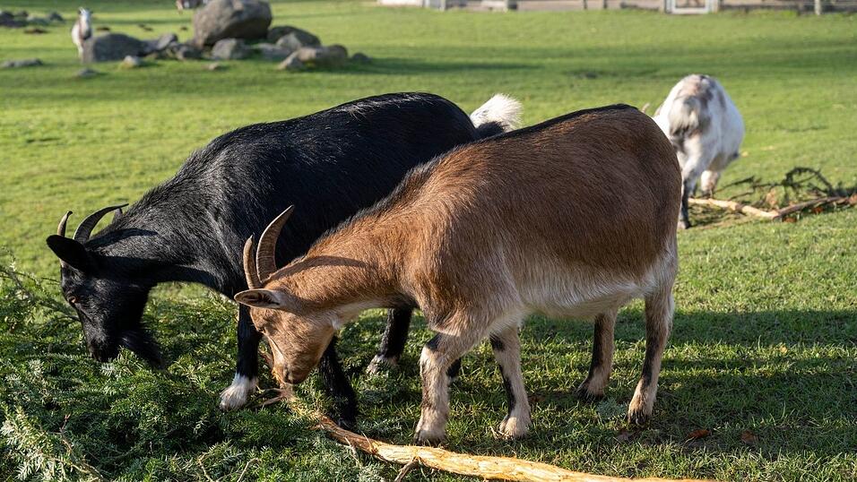 Eine Ziege brachte im Sommer 2023 im Vogelpark Marlow eine Urlauberin aus Sachsen-Anhalt zu Fall. Um Folgekosten etwa f&uuml;r die Behandlung der Frau wurde vor Gericht gestritten. (Archivbild)