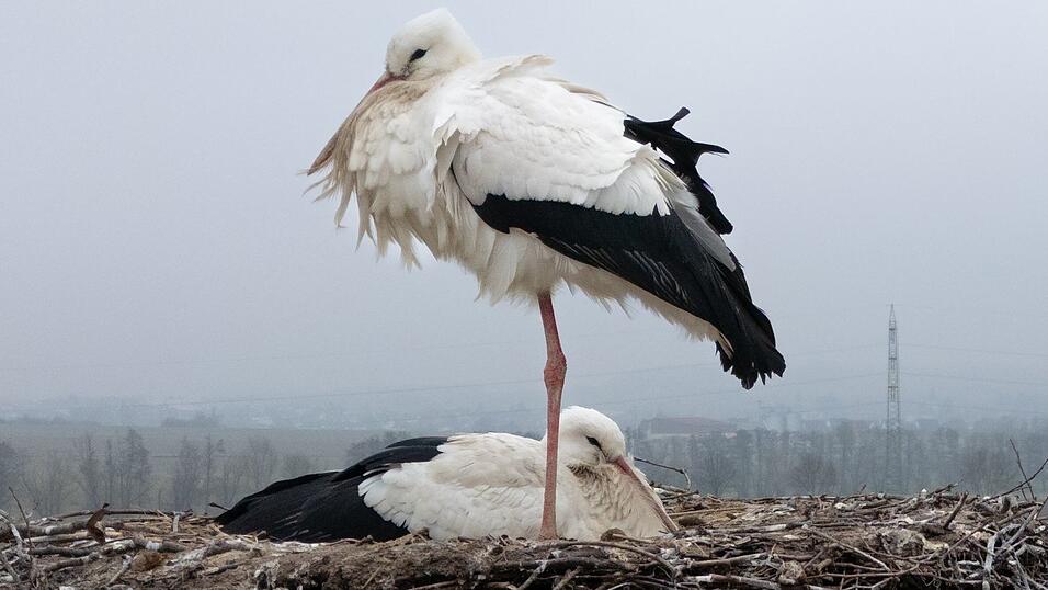 Dass St&ouml;rche in Hessen &uuml;berwintern, ist den Nabu-Fachleuten bekannt.