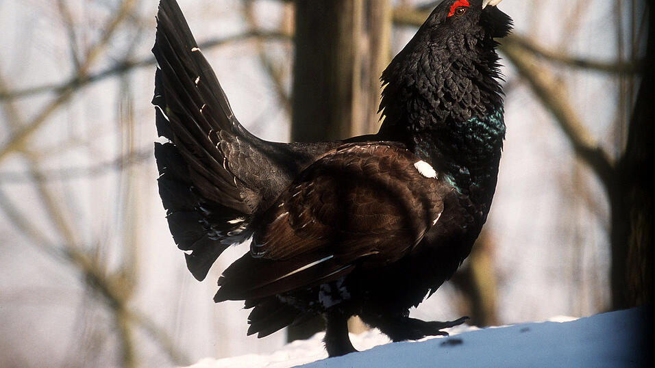 Ein Auerhahn (m&auml;nnliches Auerhuhn) im Schnee.