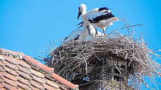 Drei Jungstörche sind im Horst am Althammer-Kamin geschlüpft. Einer von ihnen ist aus dem Nest gefallen und wird nun aufgepäppelt.