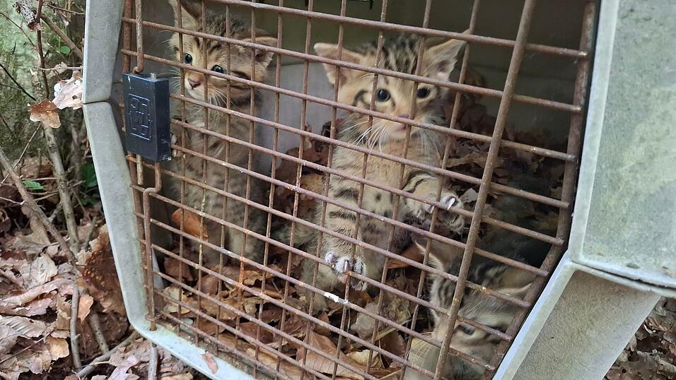 Auch wenn es zunächst so wirkt - das sind keine kleinen Hauskatzen. Sondern Wildkatzen. Auch wenn es zunächst so wirkt - das sind keine kleinen Hauskatzen. Sondern Wildkatzen.