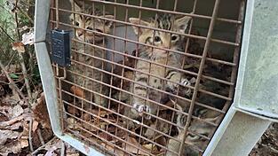 Auch wenn es zunächst so wirkt - das sind keine kleinen Hauskatzen. Sondern Wildkatzen. Auch wenn es zunächst so wirkt - das sind keine kleinen Hauskatzen. Sondern Wildkatzen.