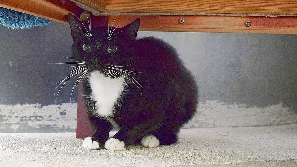 Fabio wurde im BMW-Werk Dingolfing gefunden und sucht nun ein neues Zuhause.