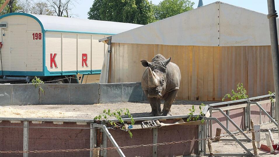 Bis zum 17. Mai gastiert der Circus Krone in Straubing. Wir haben uns angeschaut, wie es hinter den Kulissen aussieht. Bis zum 17. Mai gastiert der Circus Krone in Straubing. Wir haben uns angeschaut, wie es hinter den Kulissen aussieht.