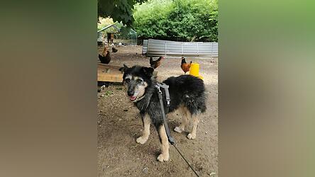 Wer Angsthund Pauli sieht, sollte ihn nicht versuchen zu fangen und ihn auch nicht ansprechen. Wer Angsthund Pauli sieht, sollte ihn nicht versuchen zu fangen und ihn auch nicht ansprechen.