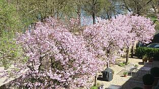Wunderschön blühende Bäume gibt es auch hierzulande. Wunderschön blühende Bäume gibt es auch hierzulande.