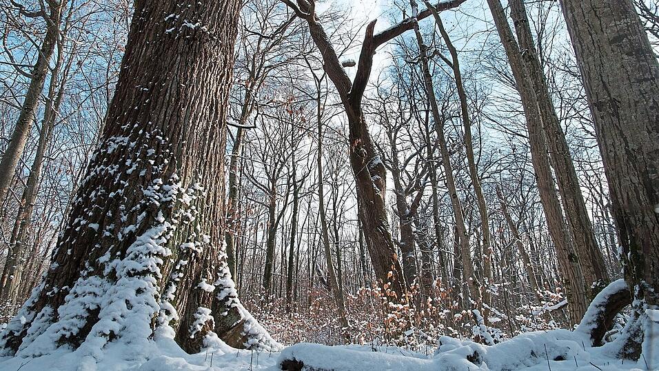 Ein Spaziergang durch den Wald ist für viele eine willkommene Möglichkeit, vom stressigen Alltag abzuschalten. Ein Spaziergang durch den Wald ist für viele eine willkommene Möglichkeit, vom stressigen Alltag abzuschalten.
